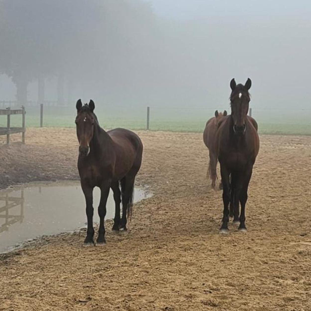 Twee paarden wandelen in het zand tijdens paardencoaching sessie bij GORTcoaching in de natuur